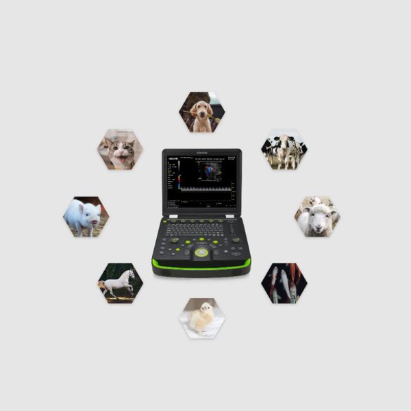 Veterinary Ultrasound - Image 2