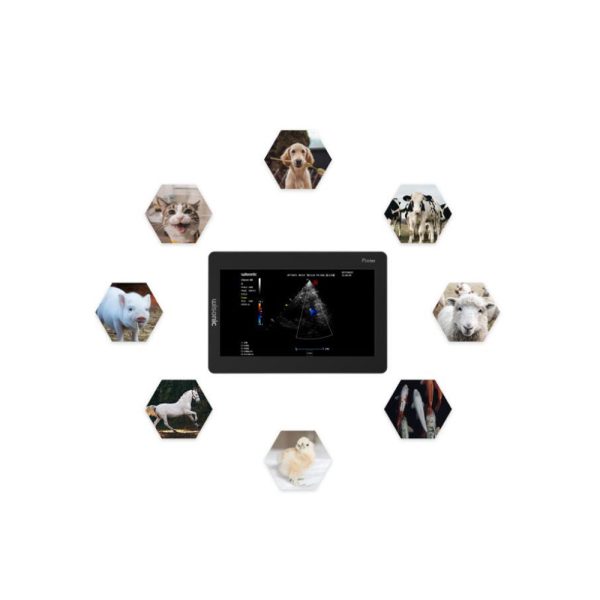 Veterinary Ultrasound - Image 5